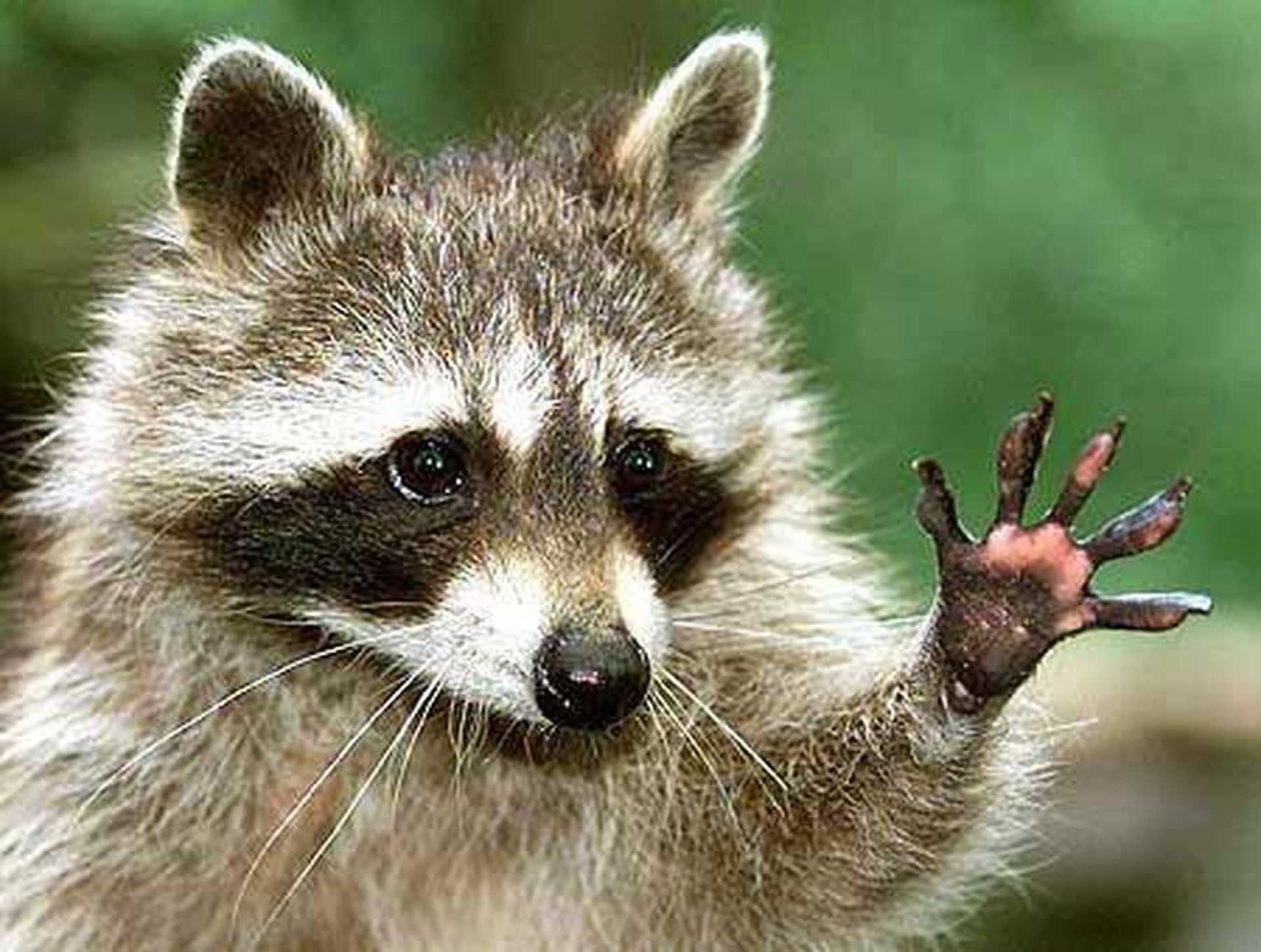 Hello world! - Mosó Macik összefogása